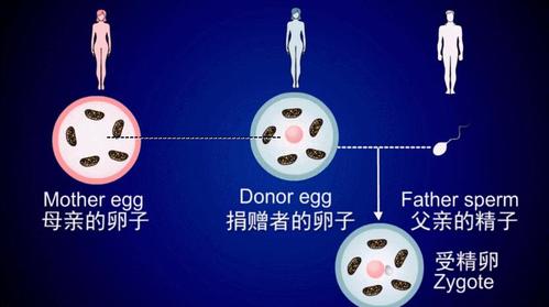 借卵子做试管婴儿行吗【借卵子做试管婴儿行吗?解读试管婴儿借卵子的利与弊】