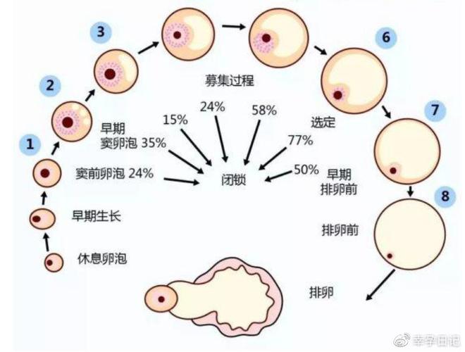 卵巢早衰可以借卵试管吗_卵巢早衰患者是否适合借卵试管生育?