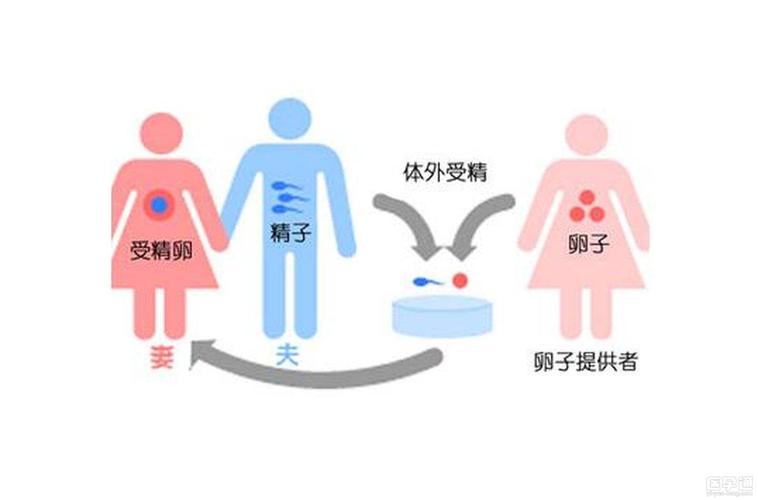 什么情况需要供卵(供卵:何时需要帮助?)